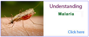 ppt on Malaria-for-seminar